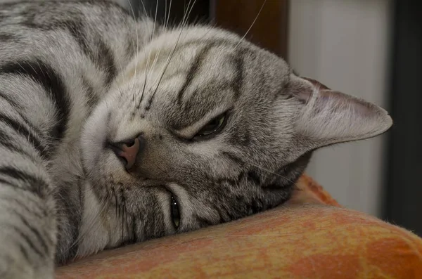Blízká Ospalá Kočka Hlavou Nahoře Polštáři — Stock fotografie