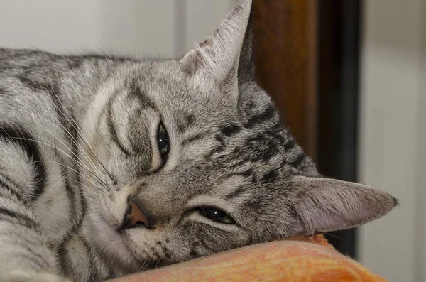 Close-up of a sleepy cat with the head on top of the pillow