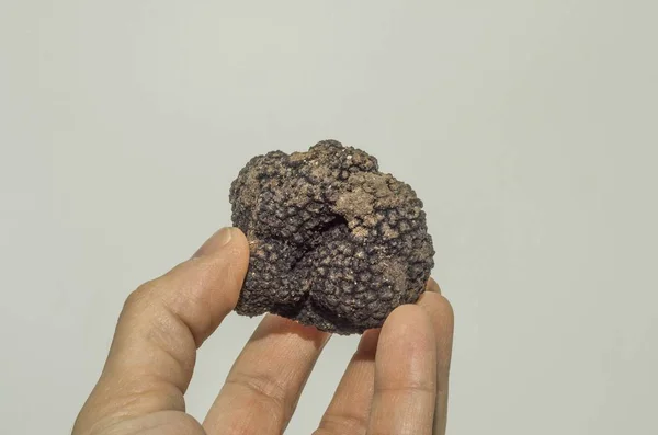 Specimen Black Truffle Foreground — Stock Photo, Image