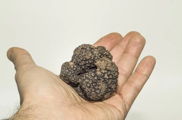 Specimen Black Truffle Foreground — Stock Photo, Image