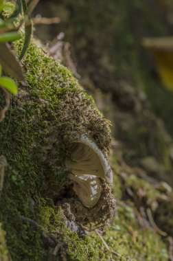 Ormanın ortasında yeşil yosun gizli mantar