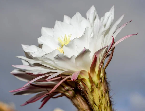แคคต ดอกไม ในพ นหน — ภาพถ่ายสต็อก