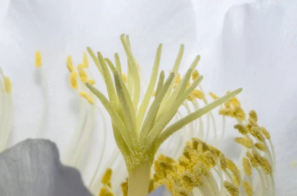 Detalhe Dentro Uma Flor Cacto — Fotografia de Stock