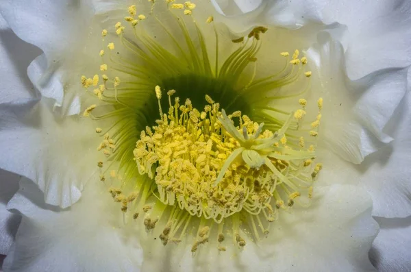 サボテンの花の中のディテール — ストック写真