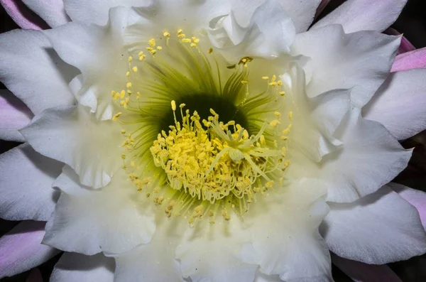 前景のサボテンの花 — ストック写真