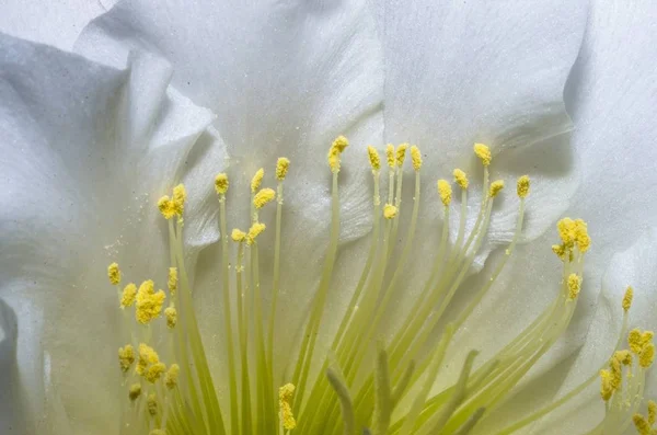 Detalhe Dentro Uma Flor Cacto — Fotografia de Stock