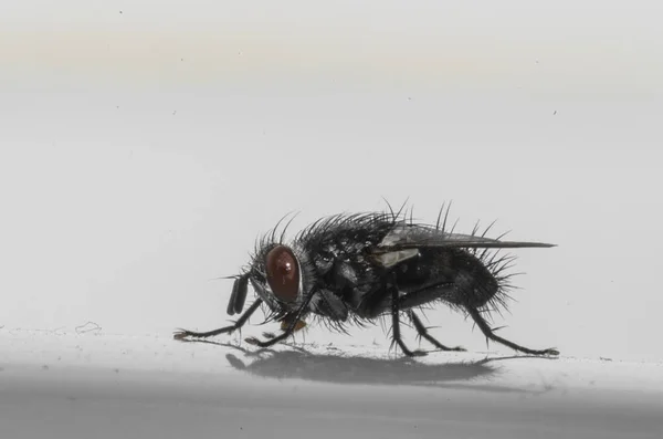 Specimen Domestic Fly Foreground — Stock Photo, Image