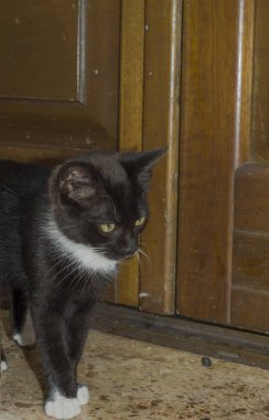 Yerde yürüme ön planda Pretty siyah ve beyaz kedi yavrusu