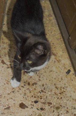 Yerde yürüme ön planda Pretty siyah ve beyaz kedi yavrusu