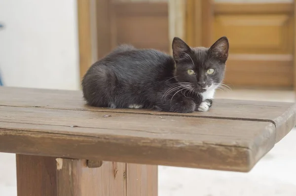 Ahşap Tezgah Üzerinde Çömelmiş Pretty Siyah Beyaz Kitten — Stok fotoğraf