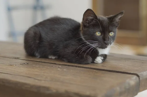 Ahşap Tezgah Üzerinde Çömelmiş Pretty Siyah Beyaz Kitten — Stok fotoğraf