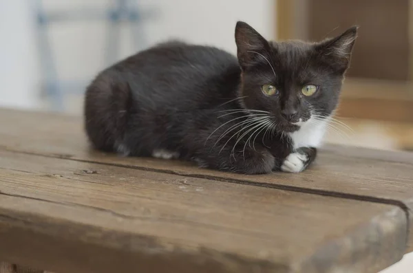 Ahşap Tezgah Üzerinde Çömelmiş Pretty Siyah Beyaz Kitten — Stok fotoğraf