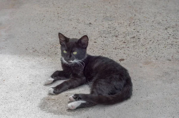 Bastante Negro Blanco Gatito Agachado Suelo —  Fotos de Stock