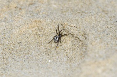 Kum üzerinde Steatoda Albomaculata Örneği
