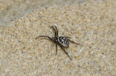Kum üzerinde Steatoda Albomaculata Örneği