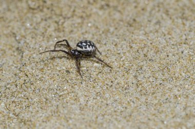 Kum üzerinde Steatoda Albomaculata Örneği