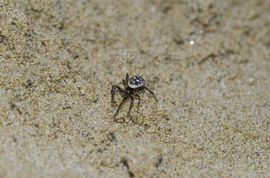 Kum üzerinde Steatoda Albomaculata Örneği