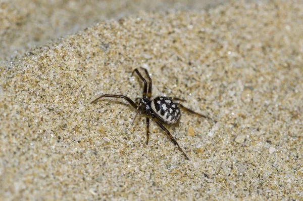 Kum üzerinde Steatoda Albomaculata Örneği