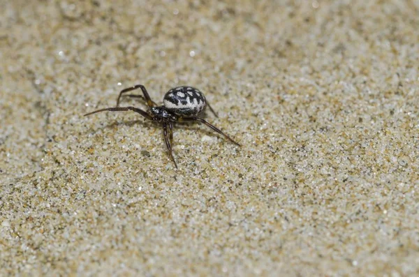 Kum üzerinde Steatoda Albomaculata Örneği