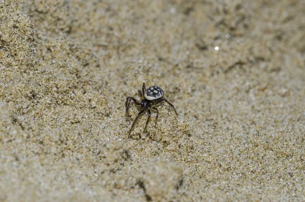 Kum üzerinde Steatoda Albomaculata Örneği