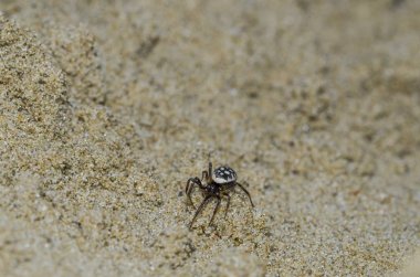 Kum üzerinde Steatoda Albomaculata Örneği