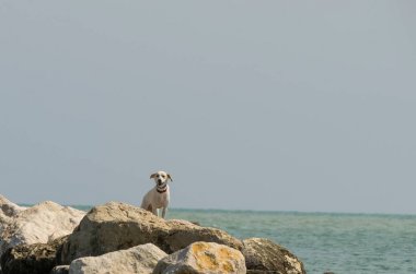 Kayaların üzerinde birini arayan köpek