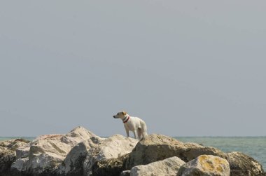 Kayaların üzerinde birini arayan köpek