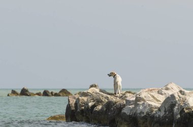 Kayaların üzerinde birini arayan köpek