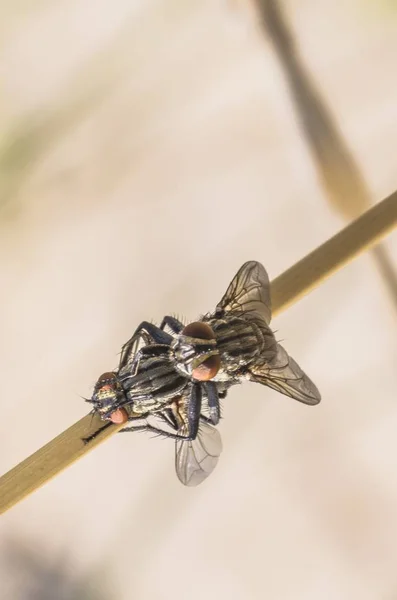 Pair Flies Mating — Stock Photo, Image