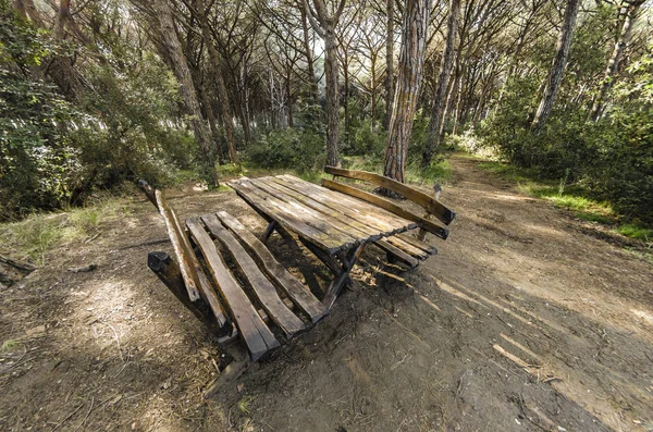 Picnic table with benches in the pine forest