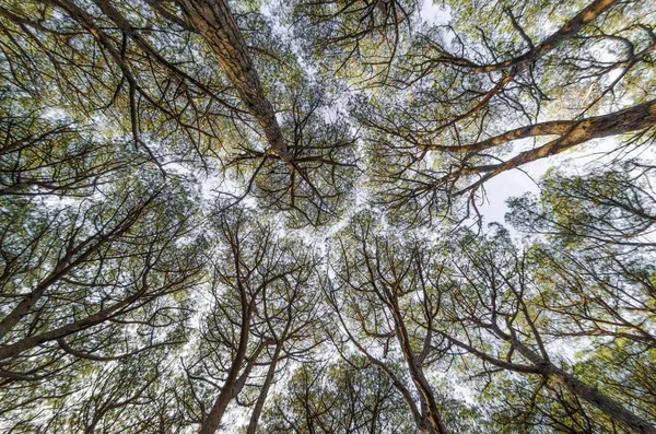 Beautiful Pine Forest Seen — Stock Photo, Image