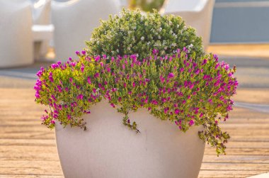 Açık hava dekoratif saksı dolusu renkli çiçekler.