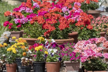 Bir evin bahçesindeki renkli çiçeklerin güzel kompozisyonu