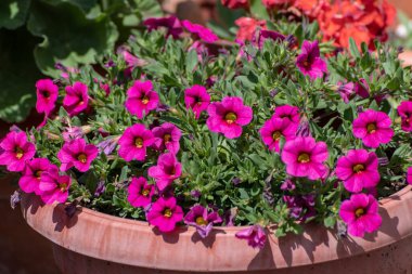 Bir grup güzel mor çiçek