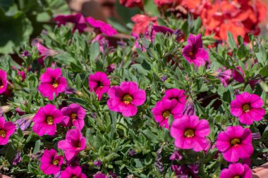 Bir grup güzel mor çiçek