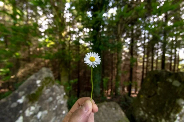 手にデイジーの花を持ち — ストック写真