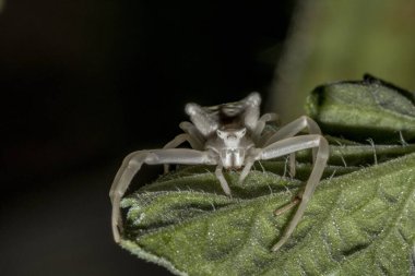 Beyaz yengeç örümceği - Thomisus onustus Thomisidae