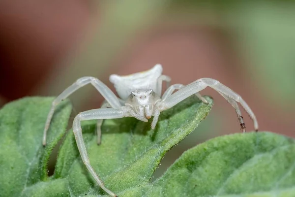 白蟹蜘蛛的样本 金丝雀 — 图库照片