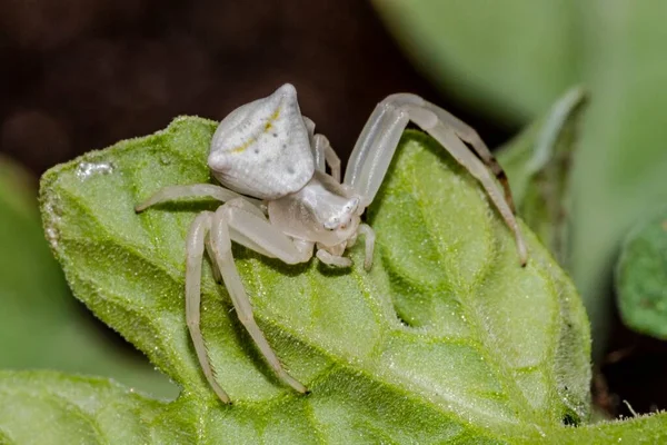 白いカニのクモの標本 Thomisus Onustus Thomisidae — ストック写真