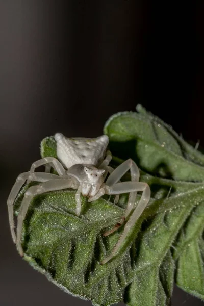 Espécime Aranha Caranguejo Branco Thomisus Onustus Thomisidae — Fotografia de Stock