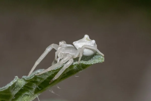 Зразки Павука Білим Крабом Thomisus Thomisidae — стокове фото