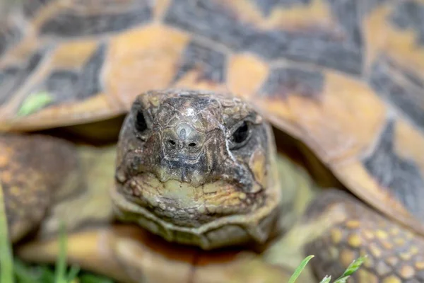 Terrestrisk Skildpadde Haven - Stock-foto