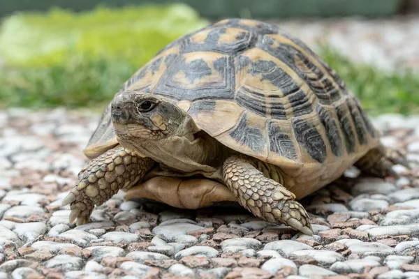 Bahçedeki karasal kaplumbağa