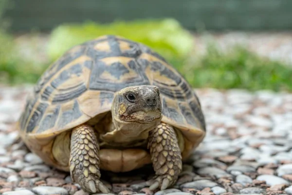 Bahçedeki karasal kaplumbağa