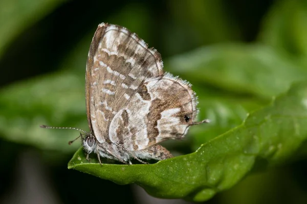 Mały Motyl Leżący Szczycie Liścia — Zdjęcie stockowe