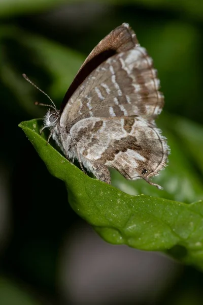 Mały Motyl Leżący Szczycie Liścia — Zdjęcie stockowe