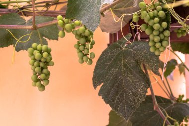 Bahçedeki pergola 'da bir demet beyaz üzüm