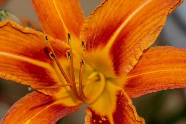 Nahaufnahme Einer Orangefarbenen Lilie — Stockfoto