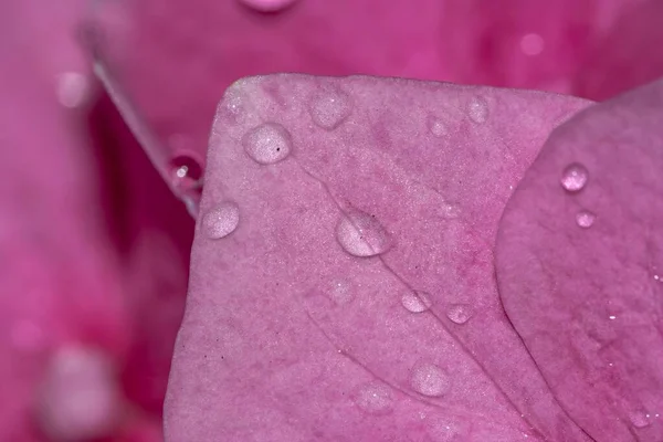 Pétalas Hortênsia Rosa Com Gotas Água — Fotografia de Stock