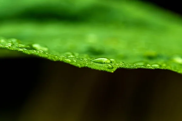 Sfondo Con Foglia Bagnata Gocce Pioggia — Foto Stock